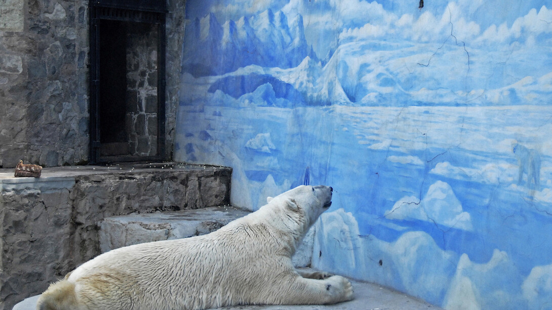 Sadly-unhealthy-and-dreary-polar-bear-enclosures-such-as-this-still-exist-Chiles-only-polar-bear.jpg