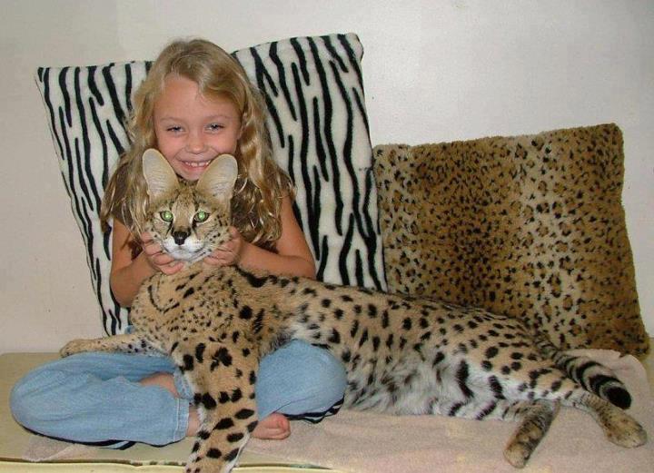 Savannah+Cat!.jpg