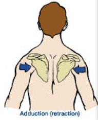 scapular-retraction.png