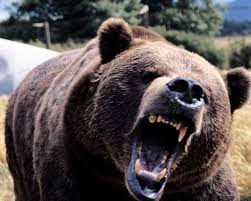 screaming%2520bear.jpg