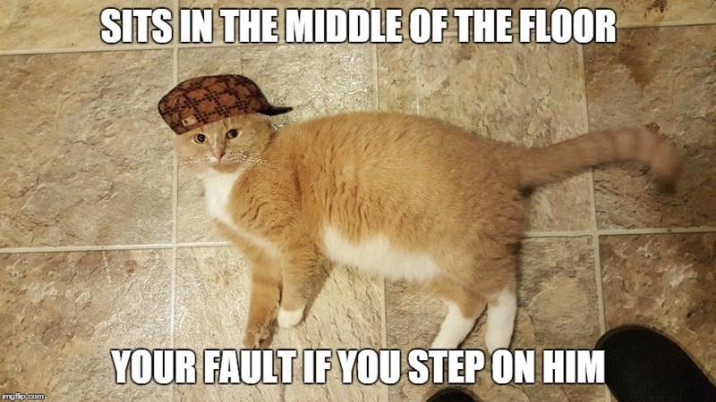 scumbag-cat-meme.jpeg