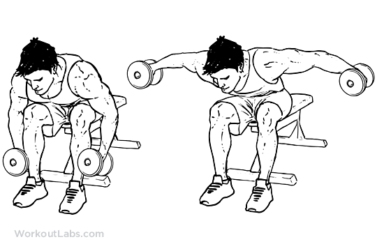 Seated_Rear_Lateral_Dumbbell_Raise.png