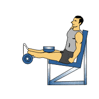 SeatedLegCurl.gif