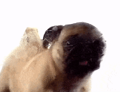 SerpentineGoldenArrowana-max-1mb.gif
