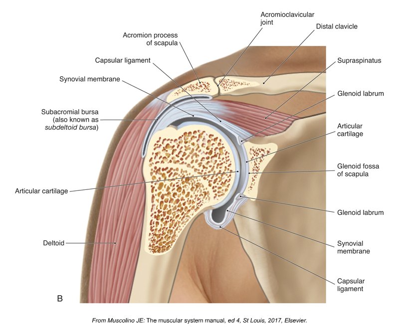 shoulder-Impingement-6f31a267.jpg