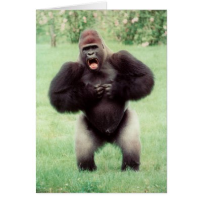silverback_gorilla_beating_chest_card-p137348553357367299b26lp_400.jpg