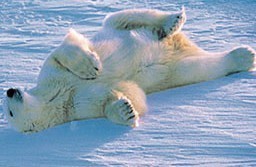 slapende-ijsbeer.jpg