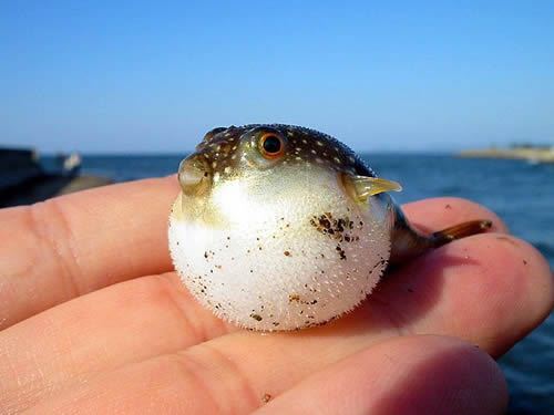 Small-Puffer-Fish.jpg
