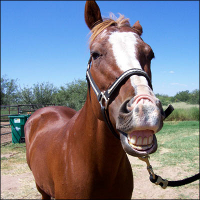 smiling-horse-bammer-400x400.jpg