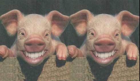 Smiling-Pigs.jpg