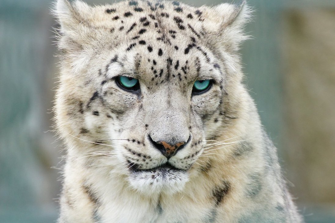 snow_leopard_by_rising_nature-d4zgxl6.jpg