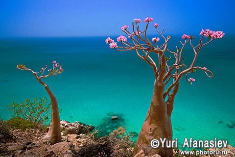 socotra_afanasiev_06.jpg
