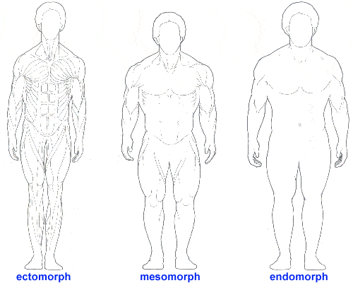 somatotypes.gif
