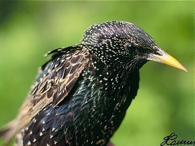 Spreeuw_Sturnus-vulgaris.jpg