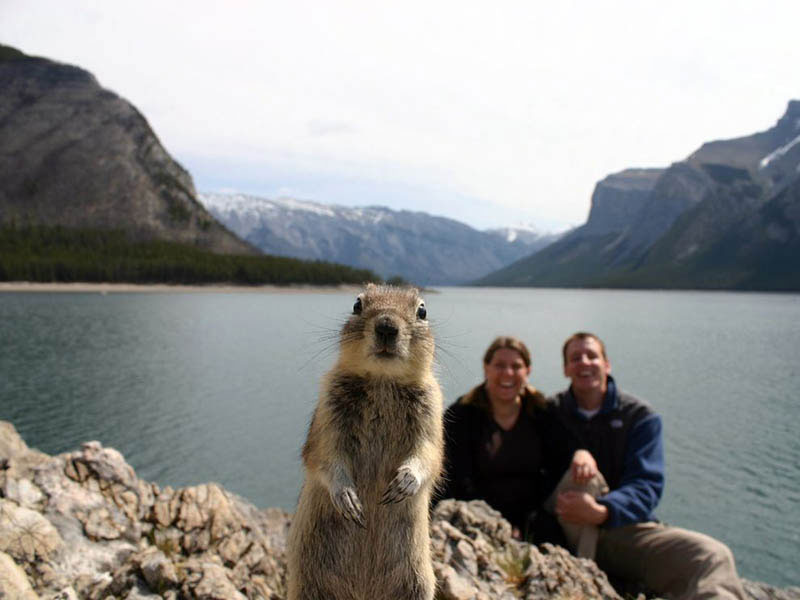 squirrel_photobomb_banff.jpg
