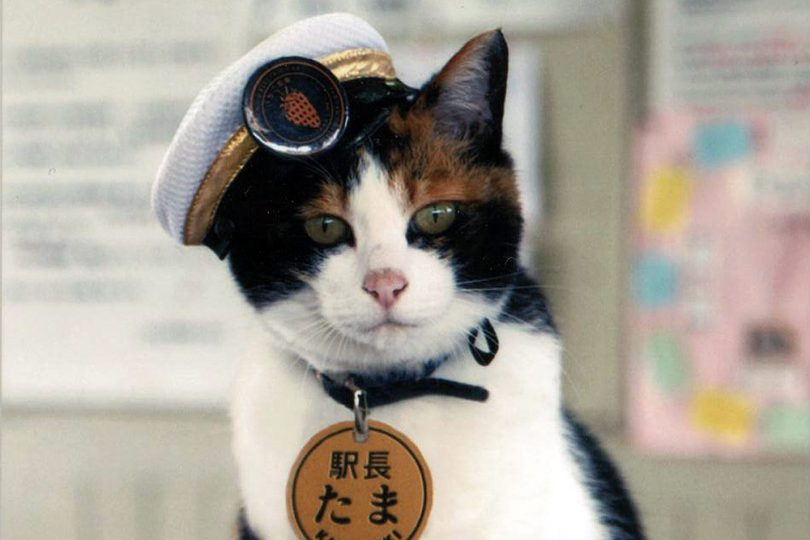 station-master-tama-the-cat-810x540.jpg