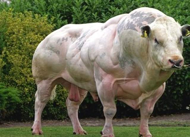 steroid-animals-myostatin-deficient-cow-belgian-blue1.jpg