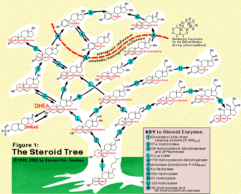 steroid_tree.gif