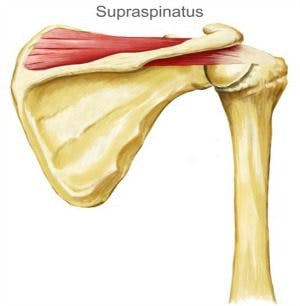 Supraspinatus-bovendoornspier.jpg