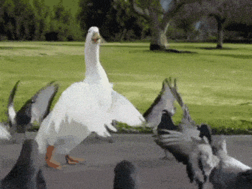 swan-dancing.gif