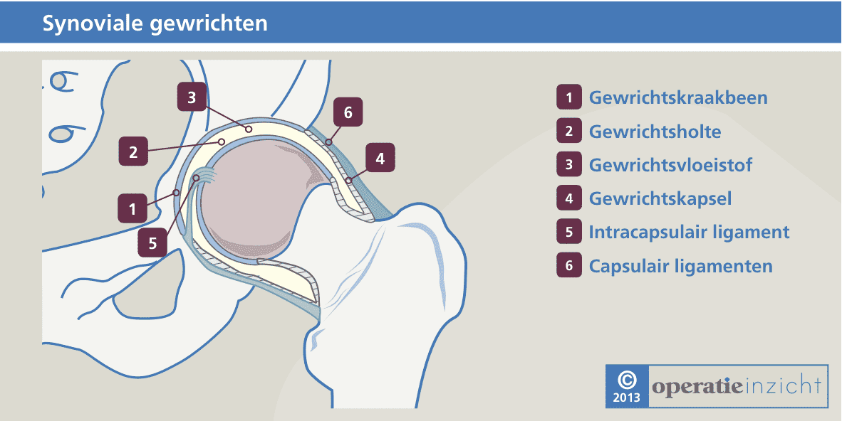 synoviaal-gewricht.png