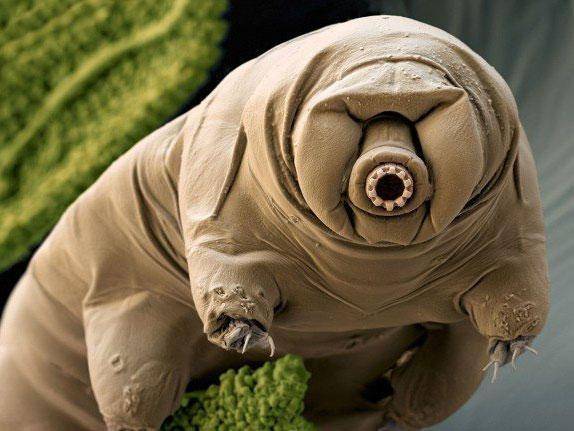 tardigrade2-0.jpg