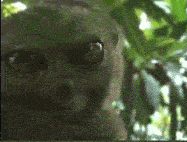 Tarsier.gif