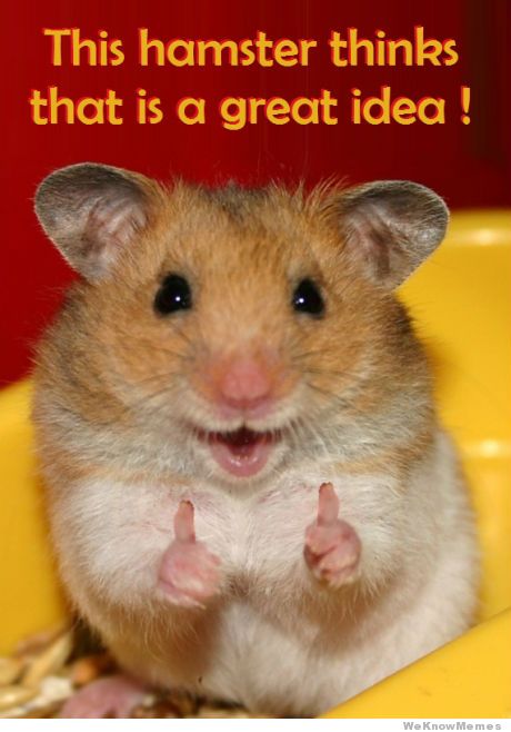 this-hamster-thinks-that-is-a-great-idea.jpg