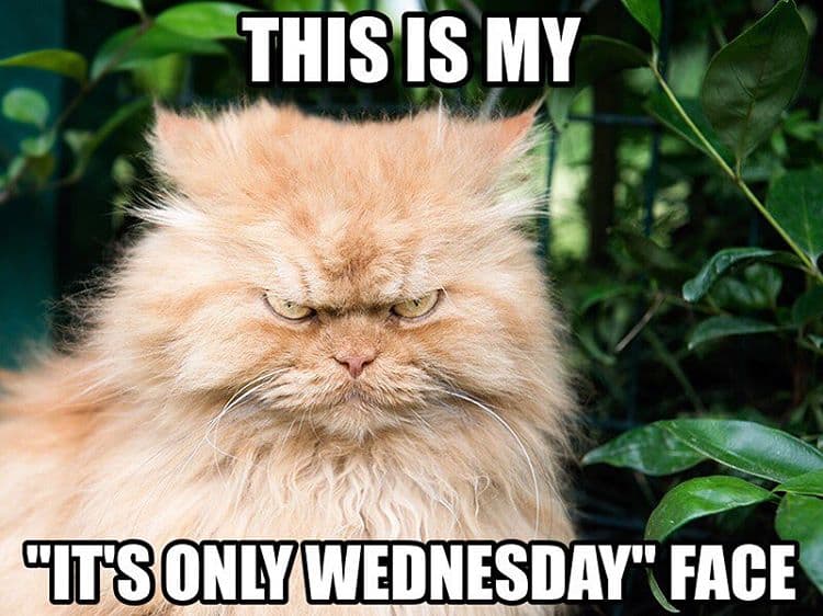 this-is-my-wednesday-face-meme.jpg