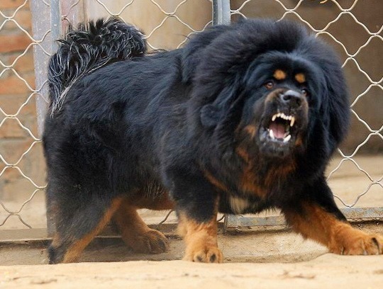 tibetan_mastiff_3.jpg