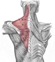trapezius.gif