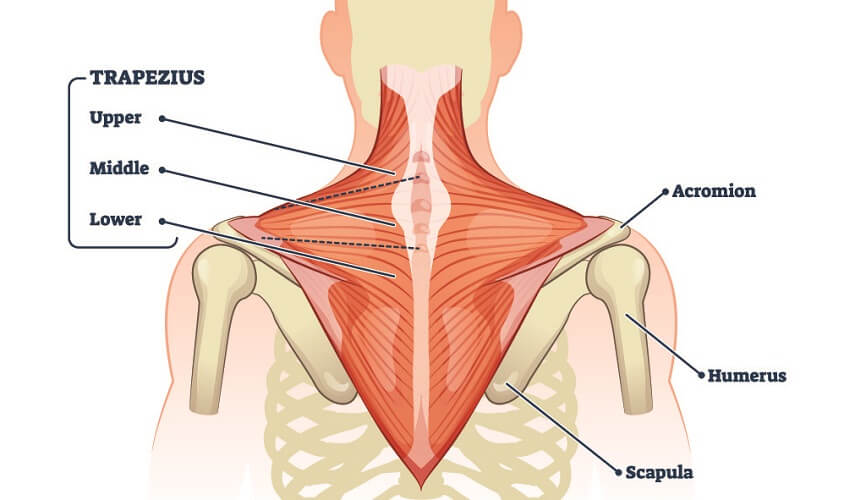 trapezius.jpg