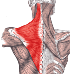 trapezius.png