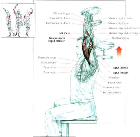triceps4.jpg