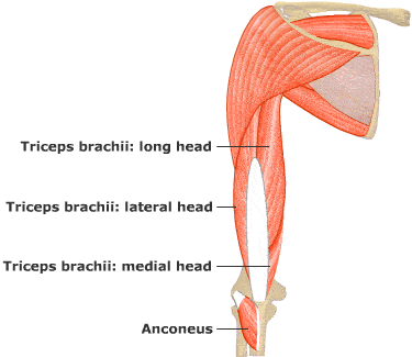 triceps_r.gif