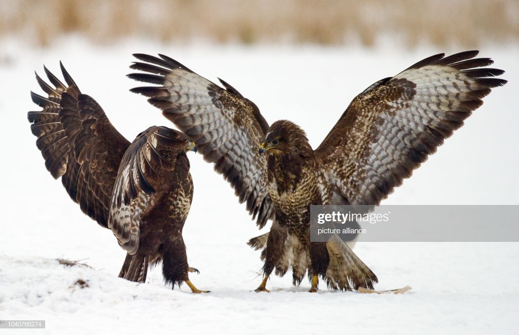 two-buzzards-fight-at-an-observation-site-for-birds-of-prey-in-the-picture-id1040766274.jpg