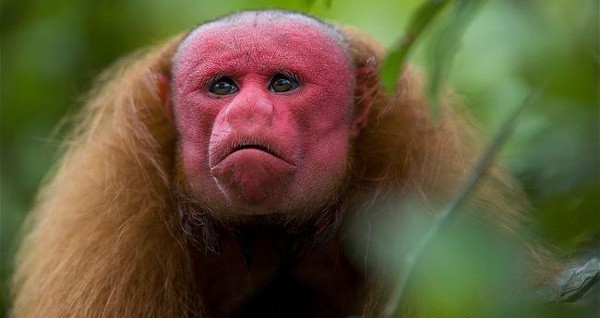 uakari6.jpg
