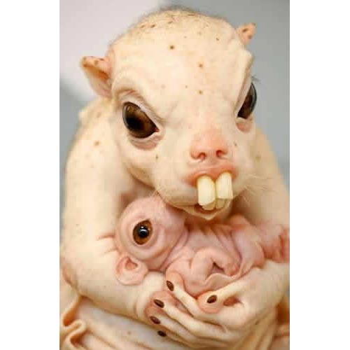 ugly-animal.jpg