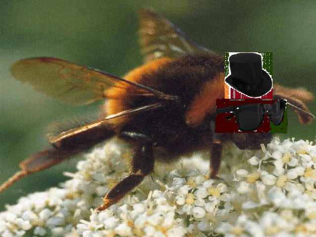 undercoverhommel_zpsaca15319.png