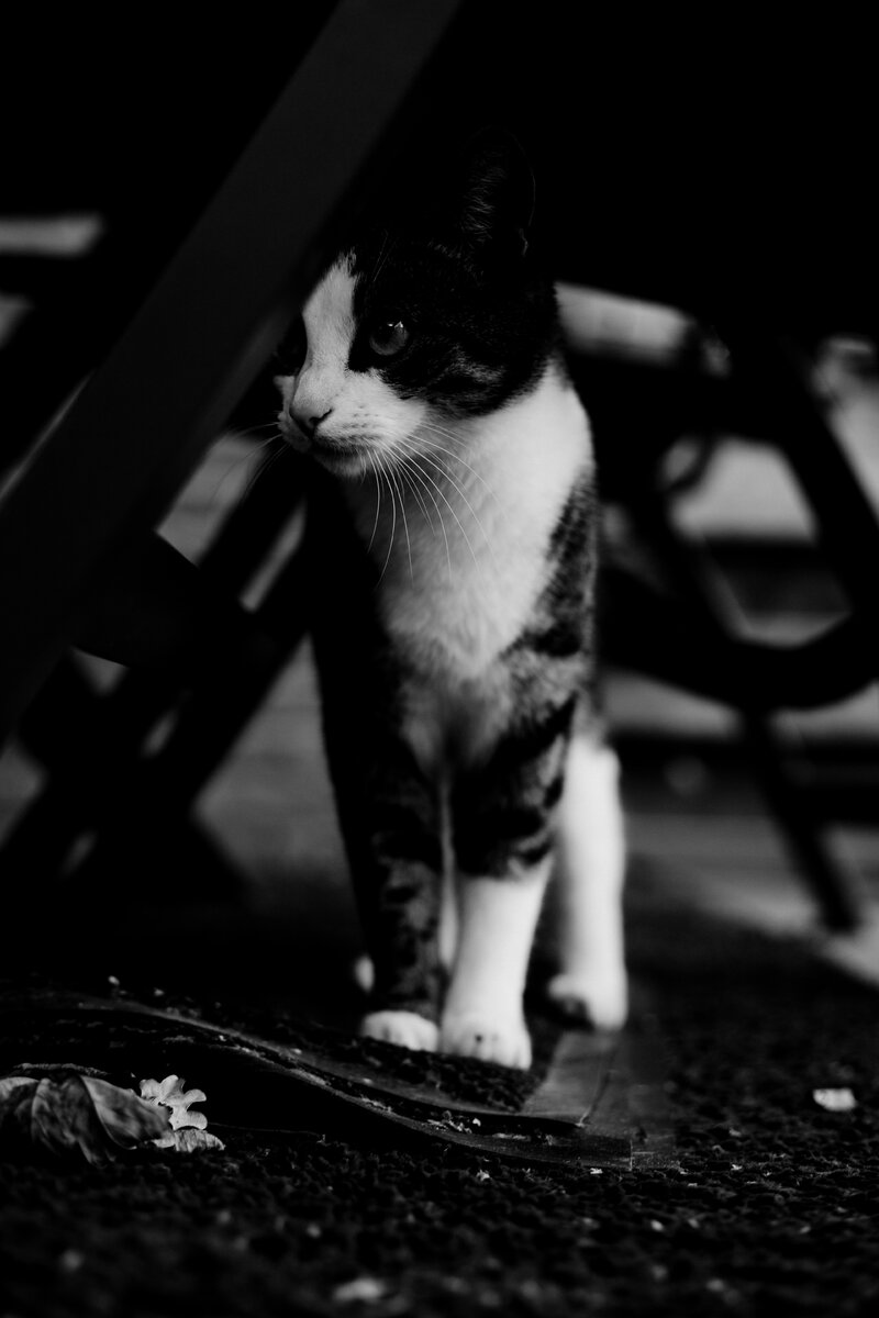 untitled (1 of 1)-12.jpeg