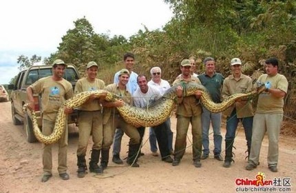 vamsiprakash__biggest-snake1.jpg