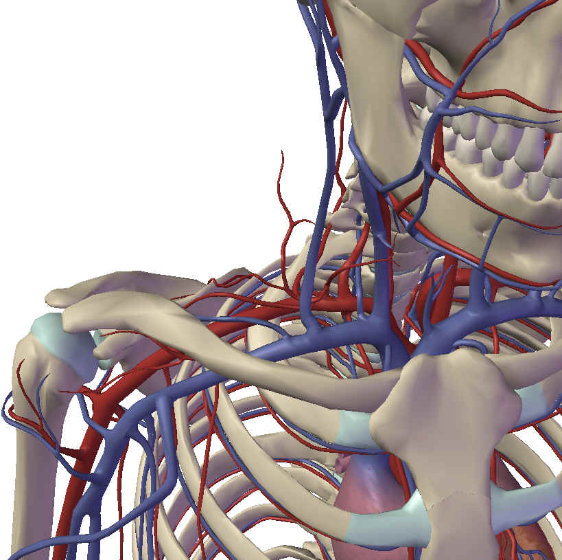 vasculair frontaal.jpg