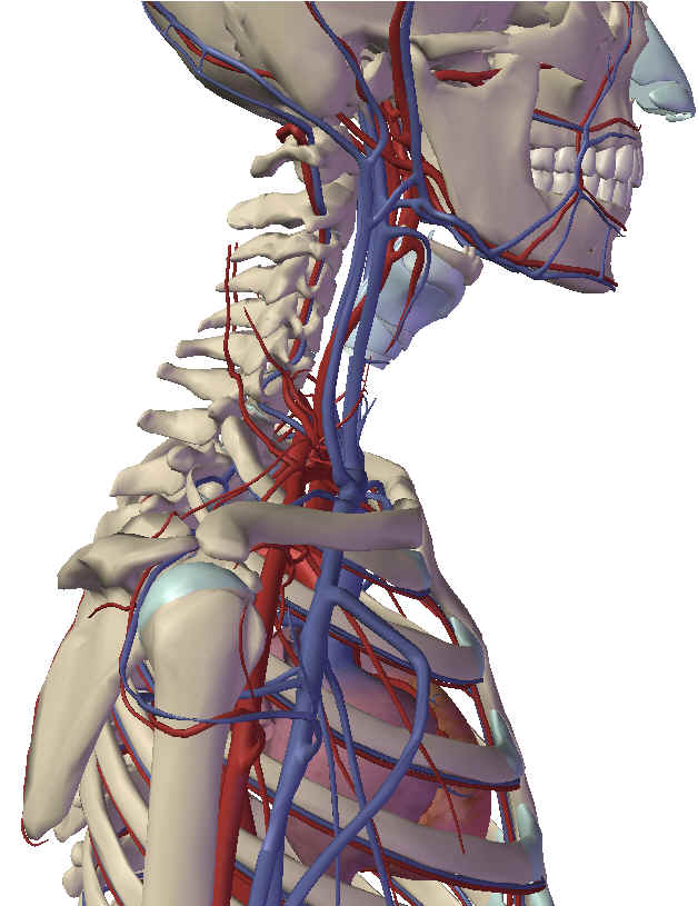 vasculair zijkant.jpg