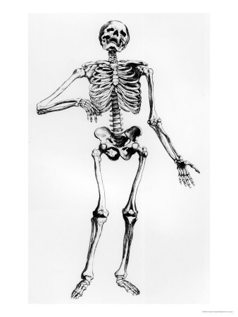 vesalius-andreas-human-skeleton.jpg
