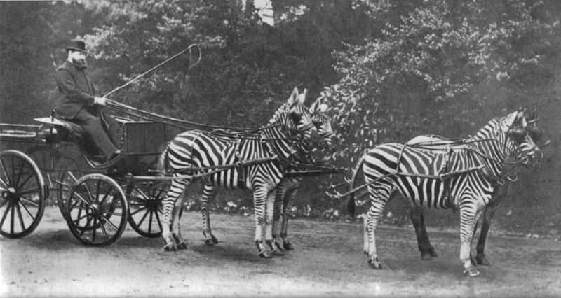 WalterRothschildWithZebras.jpg