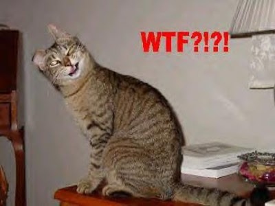 what+the+****+cat.jpg