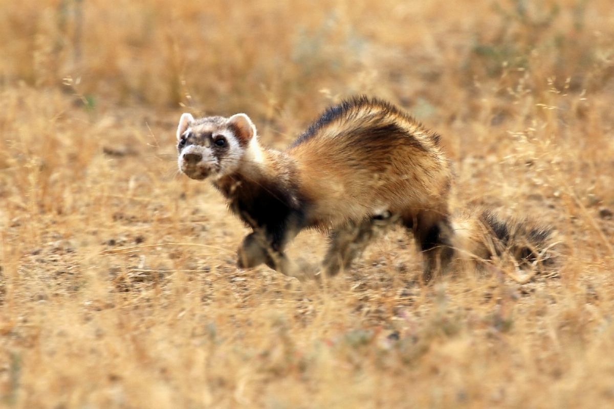 Wild_steppe_polecat.jpg