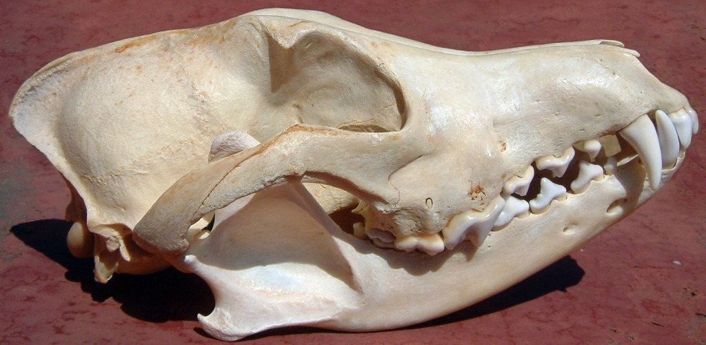 Wolf_Skull__Side_view-1024x500.jpg