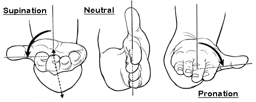 wrist-supination-neutral-pronation.jpg