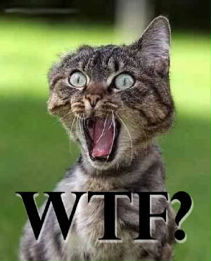 wtf_cat.jpg